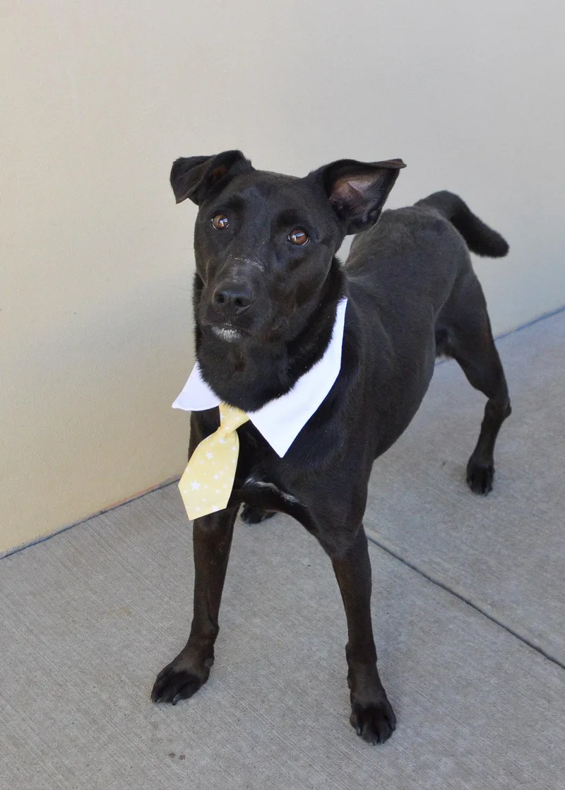 An adult large-sized male Labrador Retriever dog named Smokey for adoption in McKinney, TX