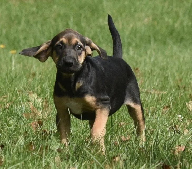 A baby medium-sized male Australian Shepherd dog named Travis for adoption in Mechanicsburg, PA