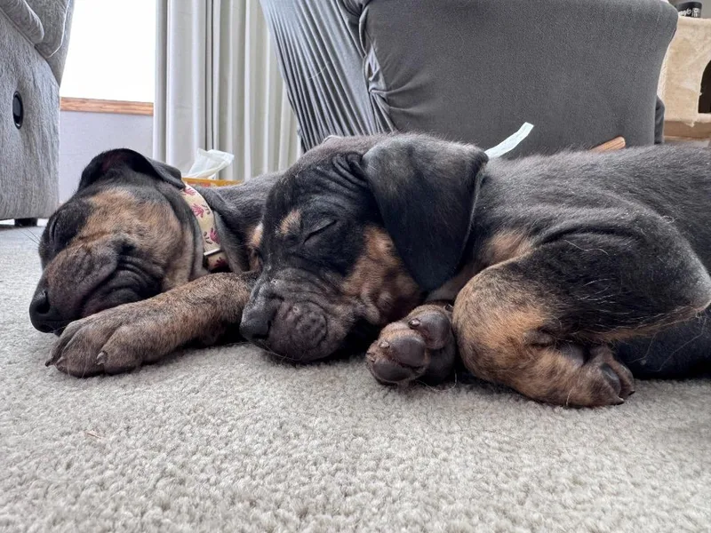 Hockey Hank thumbnail 2