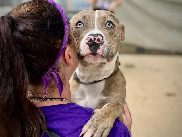 An adult medium-sized male Pit Bull Terrier dog named Fairway for adoption in Charlotte, NC