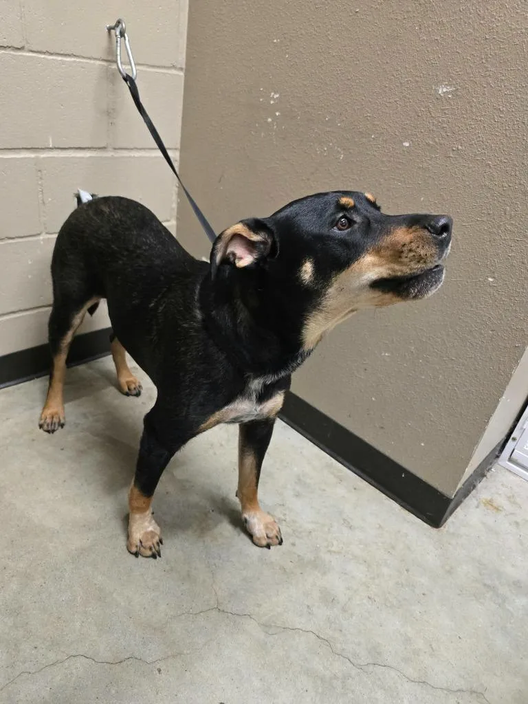 An adult large-sized male Labrador Retriever dog named Oddessy for adoption in Huntsville, TX