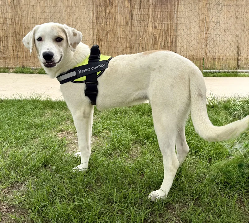 A young medium-sized male Labrador Retriever dog named Royal for adoption in Elkhorn, WI