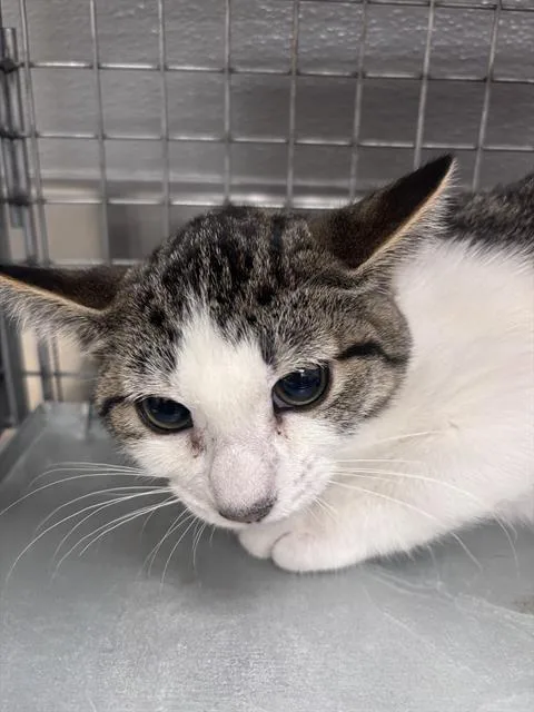 A baby small-sized female Domestic Short Hair cat named Hannalee for adoption in Las Vegas, NV