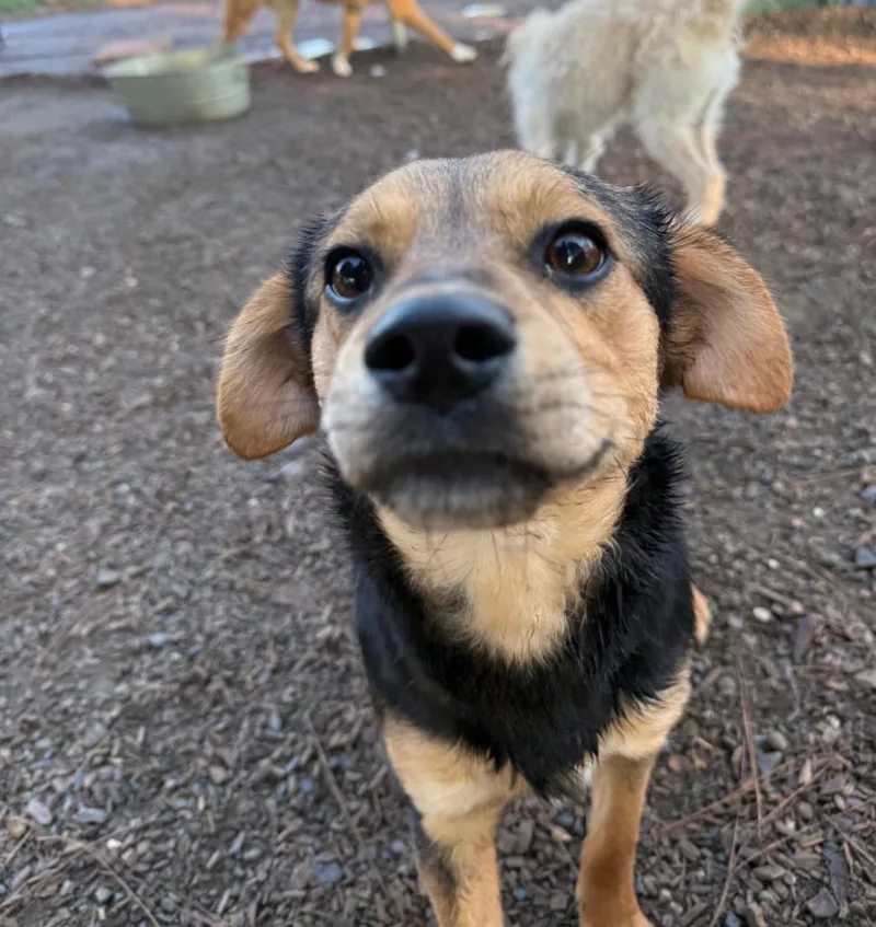 A young medium-sized male Terrier dog named Anubis for adoption in Lemoore, CA