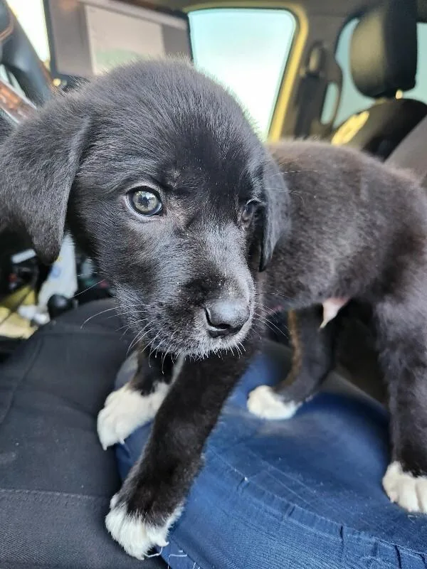 A young medium-sized male Black Mixed Breed dog named Kesler for adoption in Mobile, AL