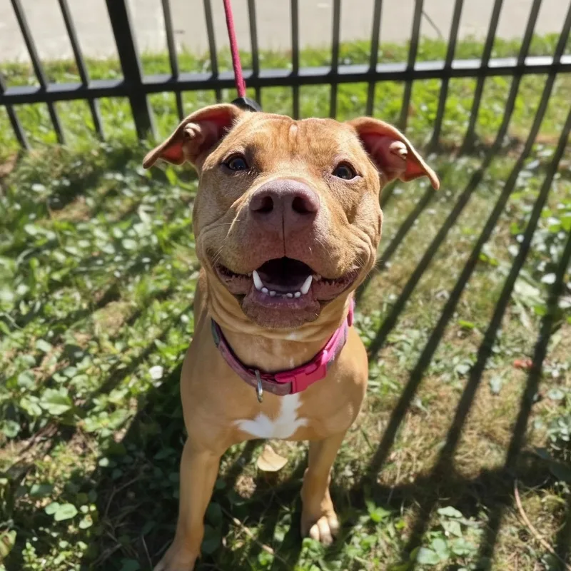 A young medium-sized female Yellow / Tan / Blond / Fawn Pit Bull Terrier dog named Prairie Dawn for adoption in Buffalo, NY