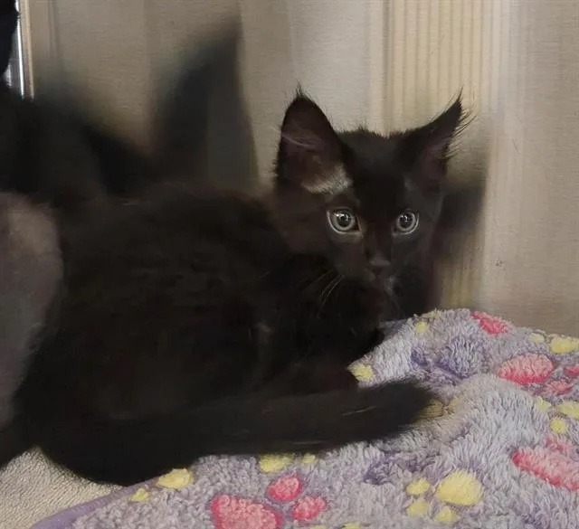 A baby small-sized female Domestic Medium Hair cat named Dawn for adoption in Chula Vista, CA