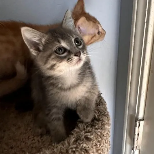 A baby small-sized female Domestic Short Hair cat named Flicker for adoption in Woodstock, GA