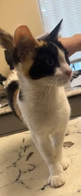 A young small-sized female Domestic Short Hair cat named Sammie for adoption in Lodi, CA