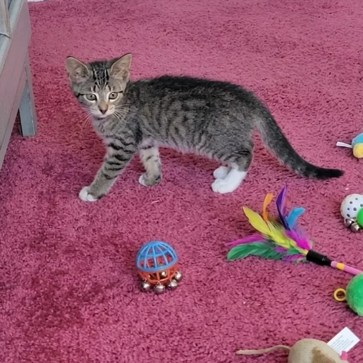 A baby medium-sized female Tabby (Gray / Blue / Silver) Domestic Short Hair cat named Hazel for adoption in Wyandotte, MI