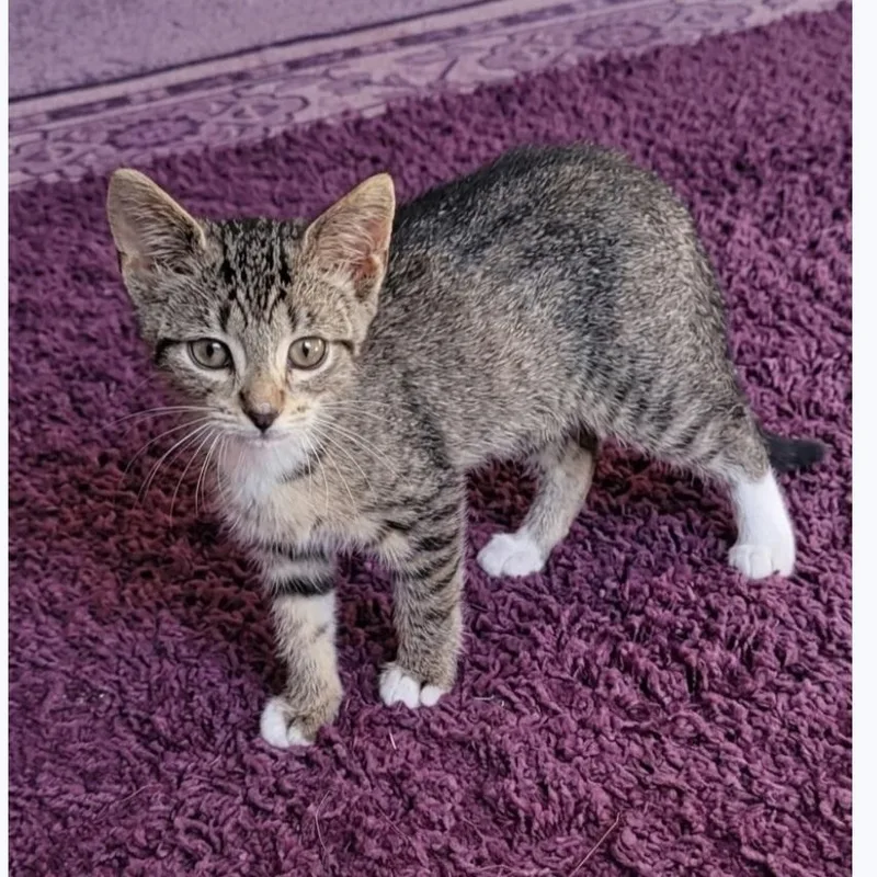 Hazel thumbnail 2