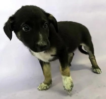 A baby medium-sized male Australian Shepherd dog named Blaze for adoption in Morton Grove, IL