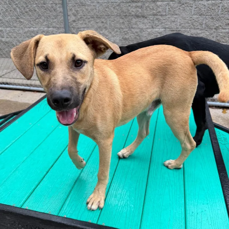 A young medium-sized male Yellow / Tan / Blond / Fawn Mixed Breed dog named Caramel Apple for adoption in Charleston, WV
