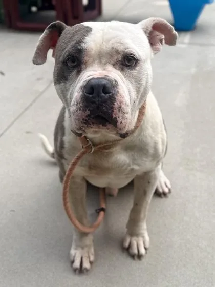 An adult large-sized male Pit Bull Terrier dog named Mickey for adoption in King William, VA