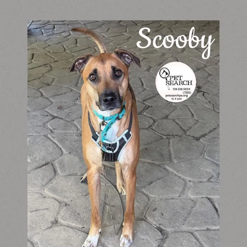Scooby