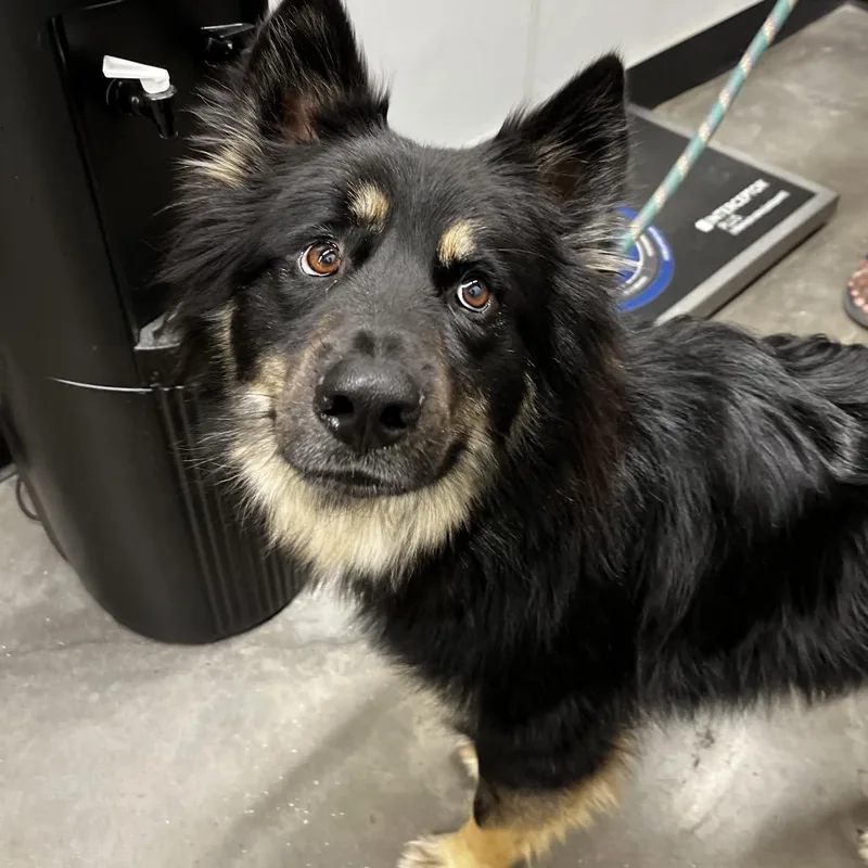 A young large-sized male Brown / Chocolate German Shepherd Dog dog named Lance for adoption in Tampa, FL
