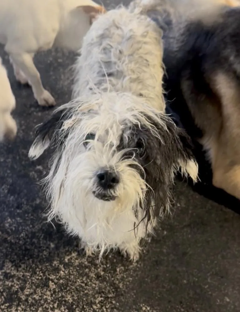 A young small-sized female Tricolor (Brown, Black, & White) Maltese dog named Muffin for adoption in Manhattan, NY
