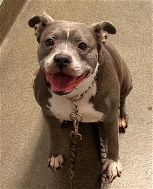 An adult medium-sized female Mixed Breed dog named Sophia Petrillo for adoption in Jacksonville, FL