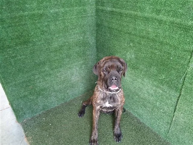 A young large-sized male Mastiff dog named Blake for adoption in Lancaster, CA