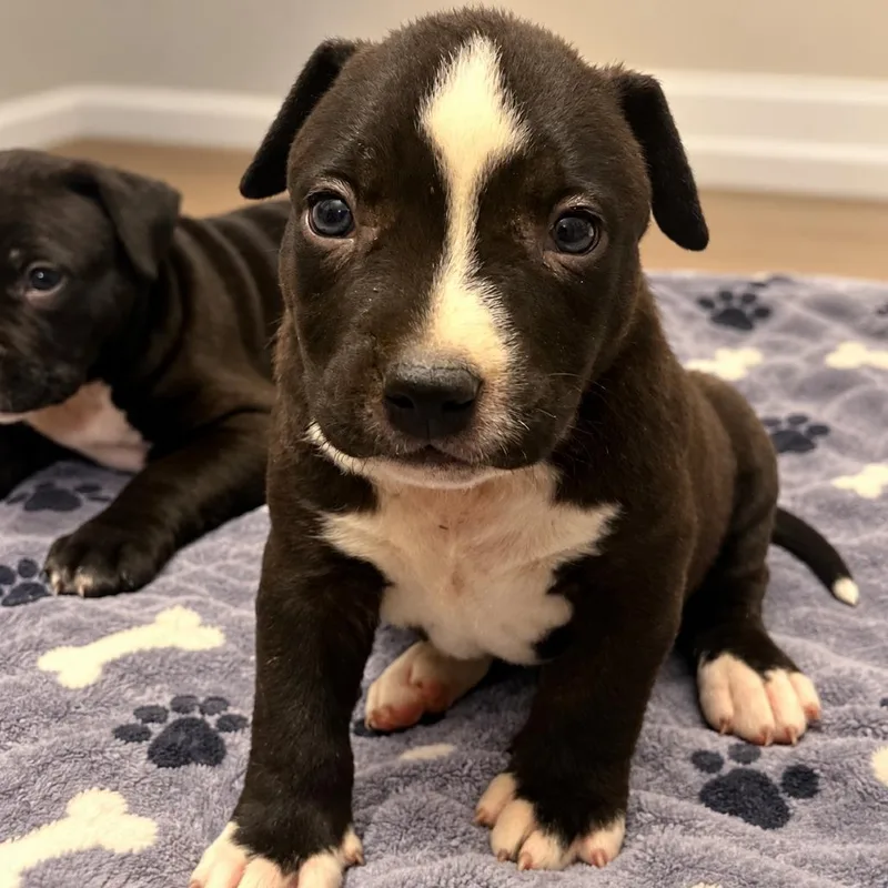 A baby small-sized female American Bulldog dog named Stevie Licks for adoption in Cartersville, GA