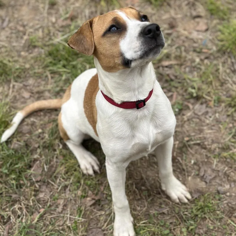 A baby medium-sized female Yellow / Tan / Blond / Fawn Mixed Breed dog named Dottie for adoption in Clarksville, AR