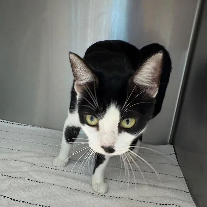 An adult medium-sized female Black Domestic Short Hair cat named Scarlet for adoption in Englewood, FL