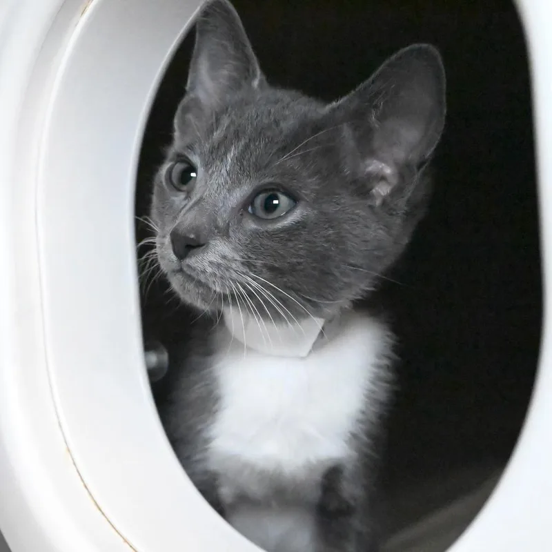 A young medium-sized male Gray / Blue / Silver Domestic Short Hair cat named Stormi for adoption in West Palm Beach, FL