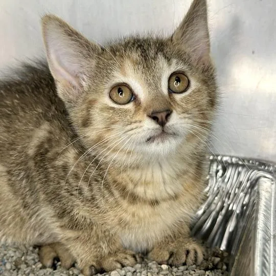 A baby small-sized female Torbie Domestic Short Hair cat named Roja for adoption in Matteson, IL