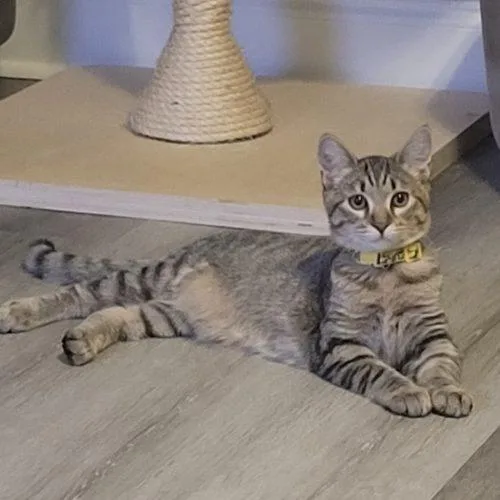 A baby small-sized male Tabby (Brown / Chocolate) Domestic Short Hair cat named Simon for adoption in Knoxville, TN