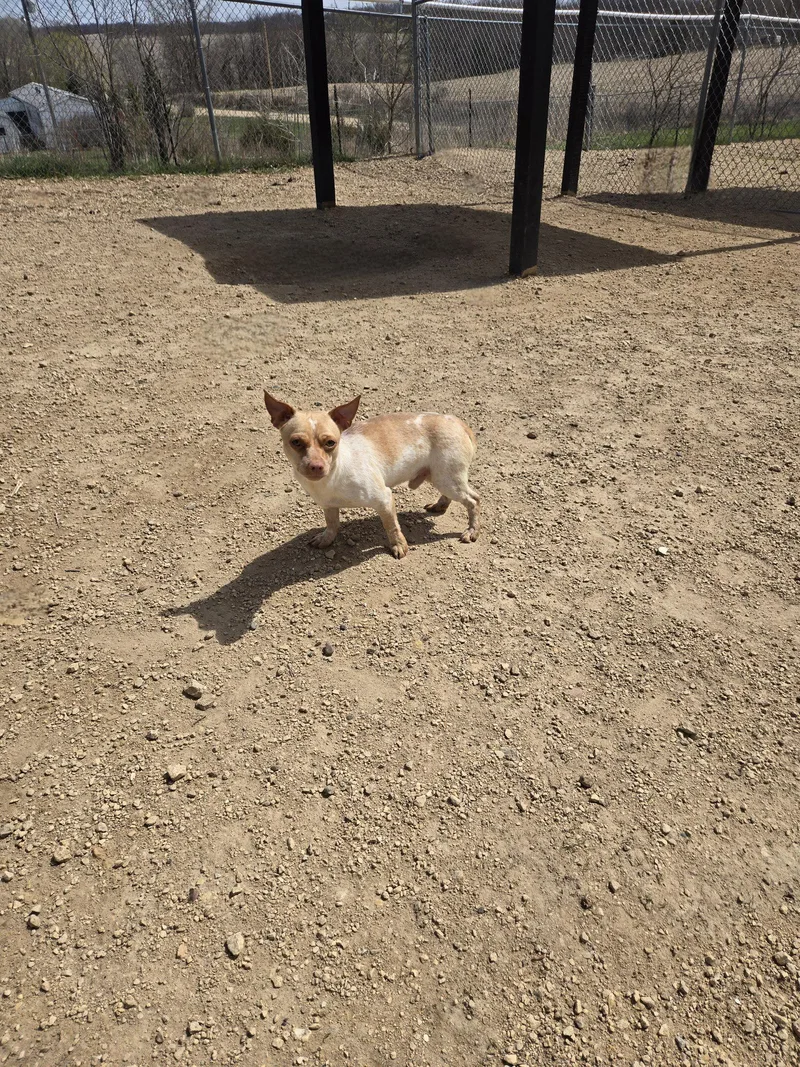 An adult small-sized male Terrier dog named Bronko for adoption in Maquoketa, IA