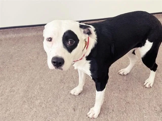 A young large-sized female Pit Bull Terrier dog named Zoey for adoption in Saint Louis, MO