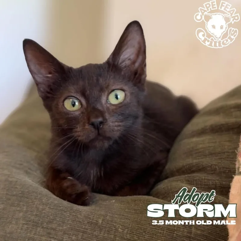 A baby small-sized male Black Domestic Short Hair cat named Storm for adoption in Wilmington, NC