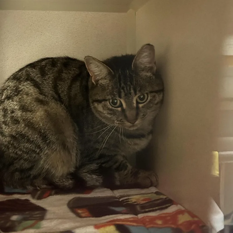 A young medium-sized female Domestic Short Hair cat named Tibz Semi Feral for adoption in Durango, CO