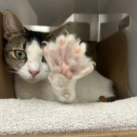An adult large-sized female White Domestic Short Hair cat named Pooch for adoption in Santa Barbara, CA