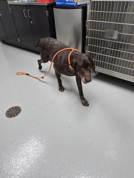 A senior medium-sized female German Shorthaired Pointer dog named Nc for adoption in Lawrenceville, GA