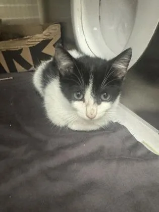 A baby small-sized male Domestic Medium Hair cat named Angelo for adoption in Honolulu, HI