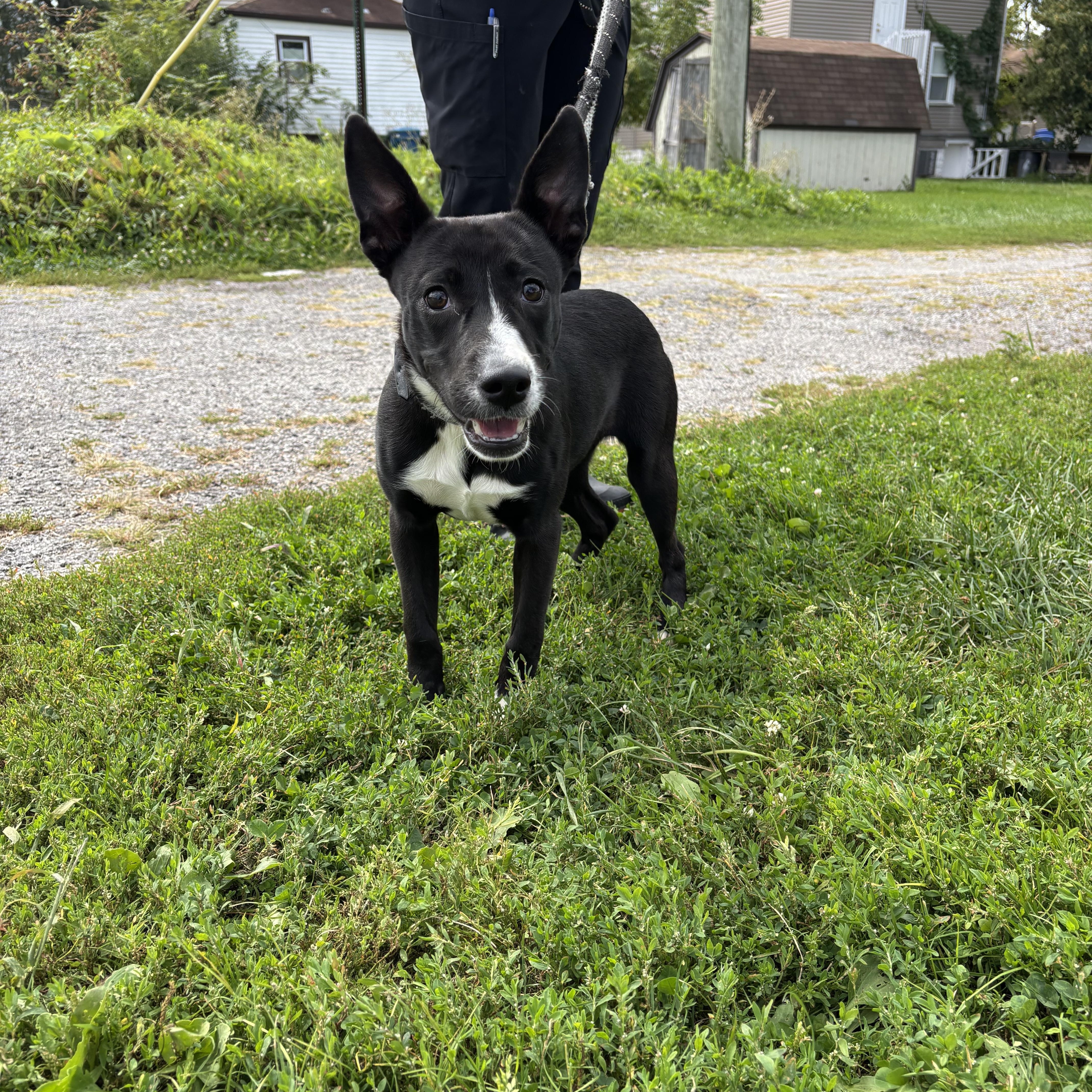 A young medium-sized female Black Cattle Dog dog named Jellybean for adoption in Steger, IL