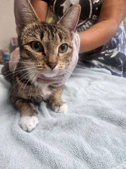 An adult medium-sized female Domestic Short Hair cat named Hattie for adoption in San Antonio, TX