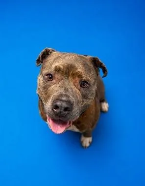 An adult large-sized male Pit Bull Terrier dog named Ziggy Smalls for adoption in Westminster, MD
