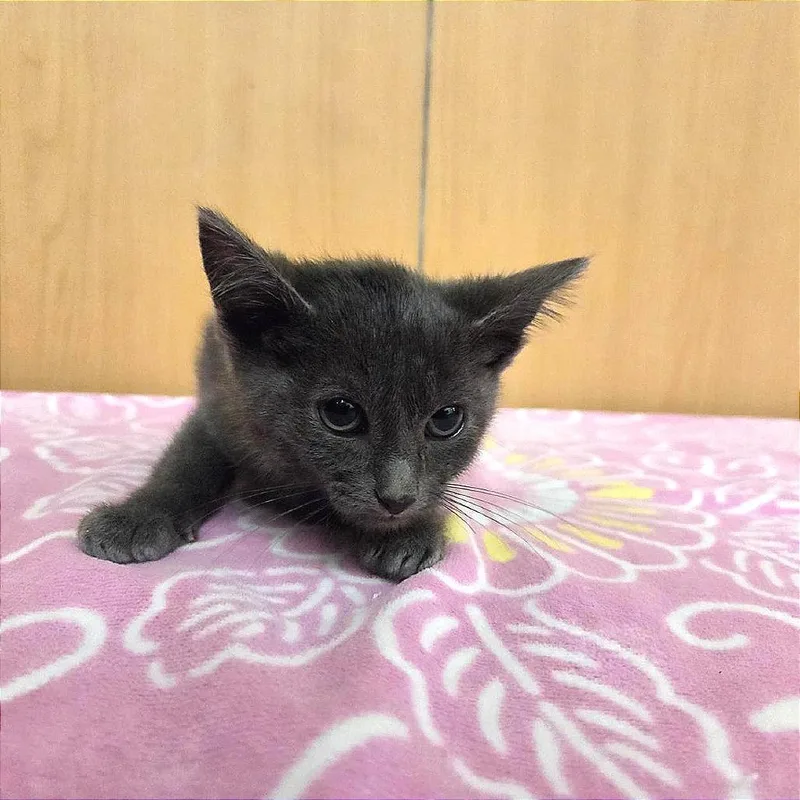 A baby small-sized male Gray / Blue / Silver Domestic Short Hair cat named Shayde for adoption in Saint Louis, MO