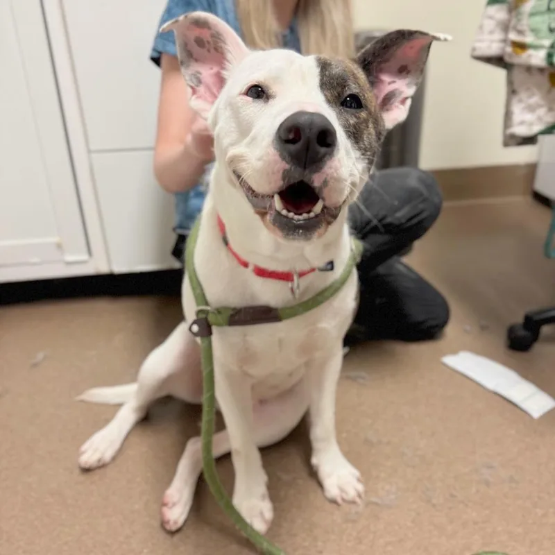 An adult medium-sized female Mixed Breed dog named Pippi for adoption in Hendersonville, NC