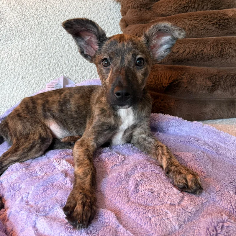 A baby small-sized female Brindle Chihuahua dog named Stevie Nicks for adoption in Baldwin, MD