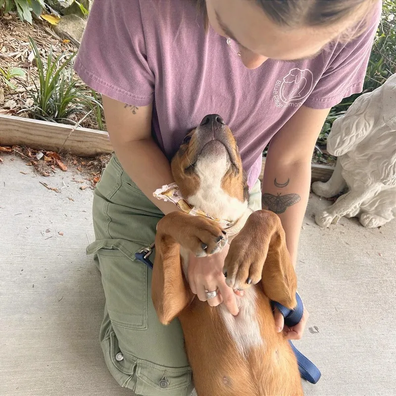 A baby medium-sized male Red / Chestnut / Orange Mixed Breed dog named Ash for adoption in Hendersonville, NC
