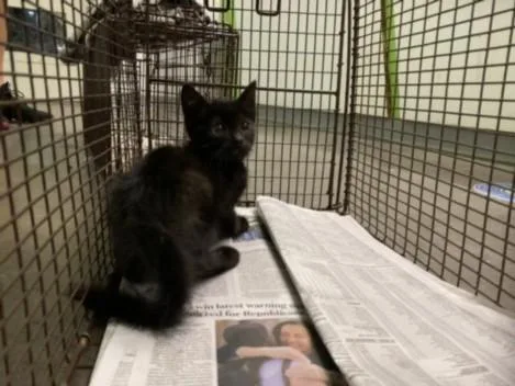 A baby small-sized male Domestic Short Hair cat named Starry Night for adoption in Los Angeles, CA