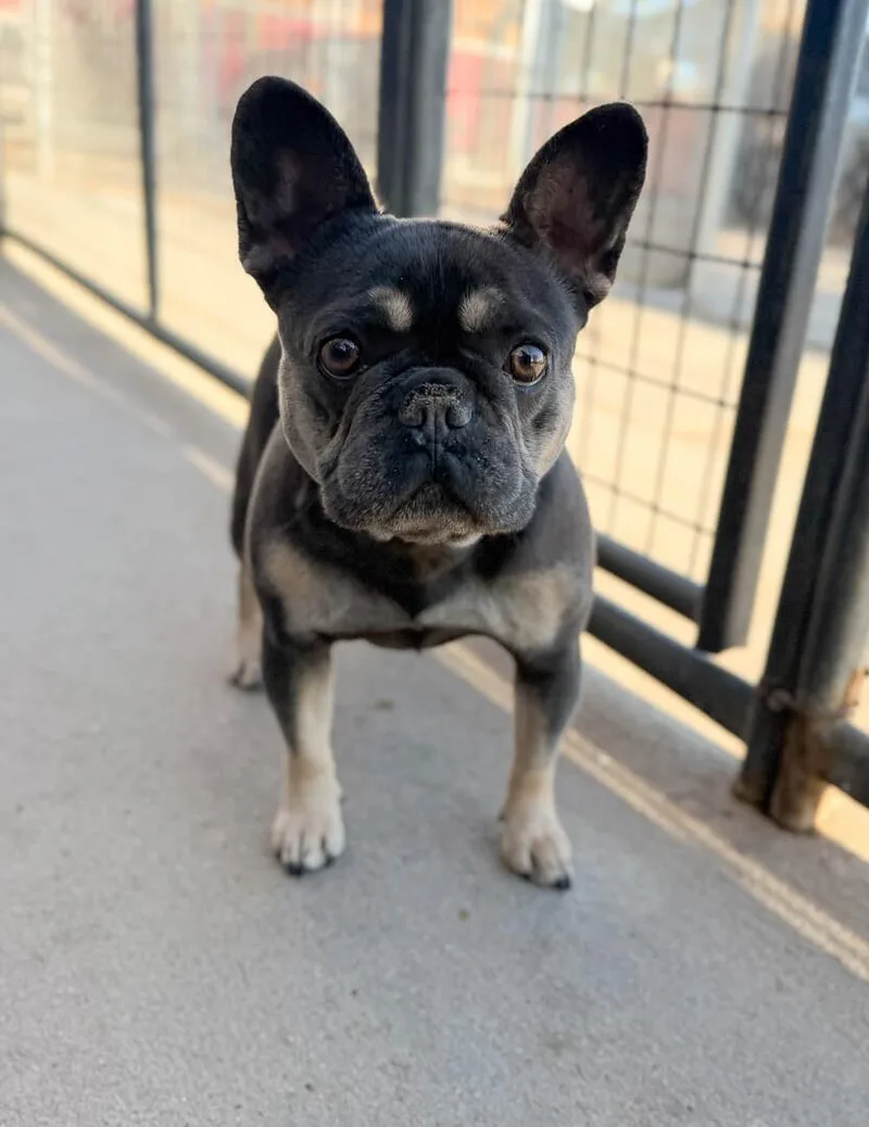 A young small-sized female French Bulldog dog named Tater for adoption in Windsor, CO