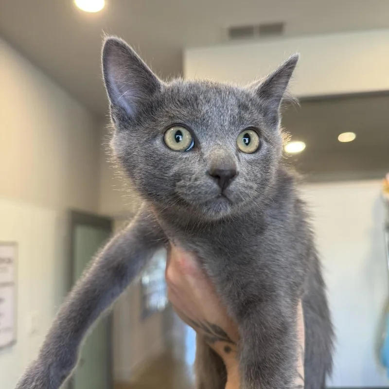 A baby small-sized male Gray / Blue / Silver Domestic Short Hair cat named Captain Long John Silvers for adoption in Louisville, KY