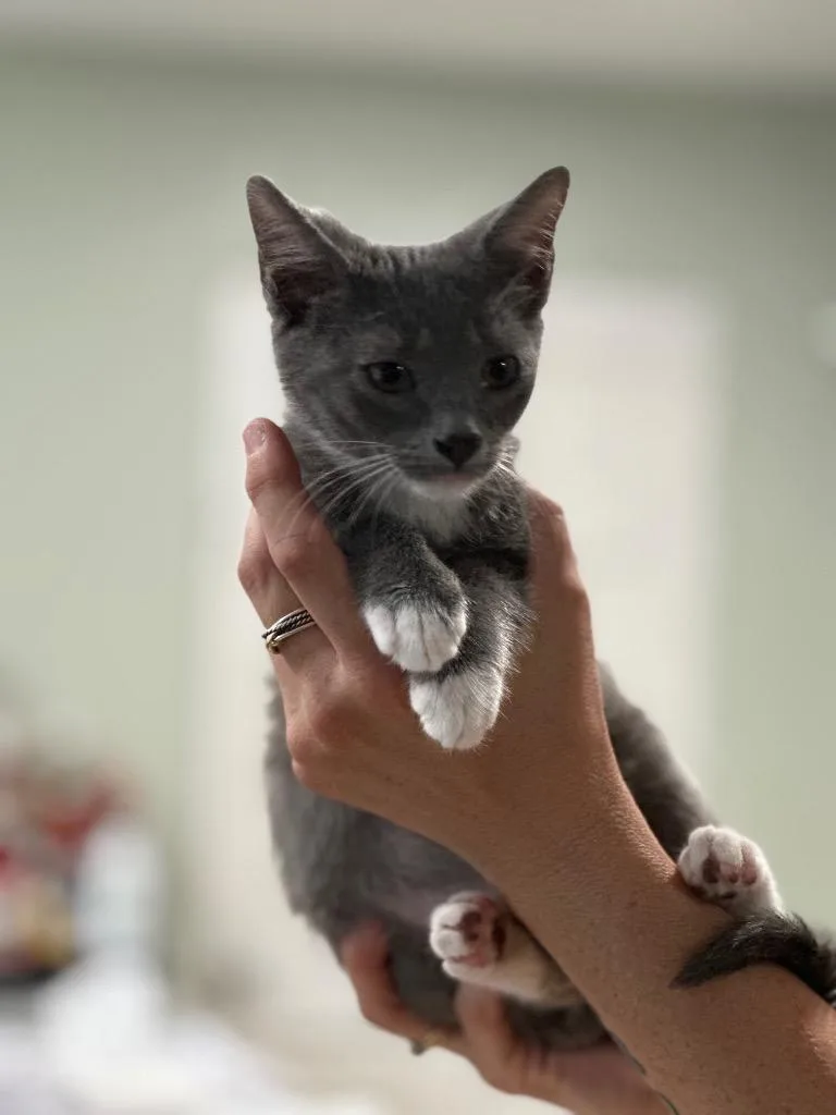 A baby large-sized male Domestic Short Hair cat named Anchovy for adoption in warrenville, SC