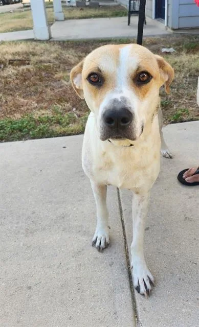 A young medium-sized female American Staffordshire Terrier dog named Luna for adoption in San Antonio, TX
