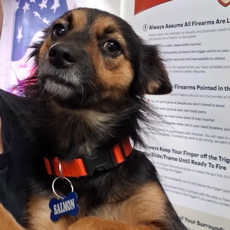 A young small-sized female Mixed Breed dog named Salmon for adoption in Matthews, NC