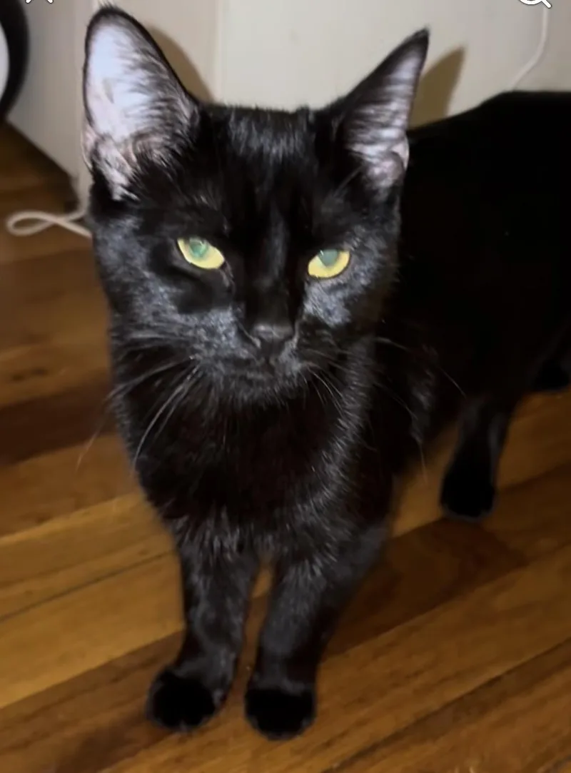 A baby medium-sized male Domestic Short Hair cat named Zachary & Zoe for adoption in Newark, NJ